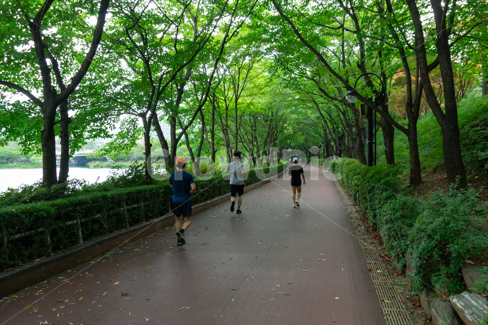석촌호수,잠실,서울,숲,숲길,호숫가,공원,야외,녹음,초록색,여름,풍경,경치,조깅,산책,운동,산책로,석촌호수공원,호수공원,명소,송파나루공원,관광지,도심공원,시원한,녹색,청량한
