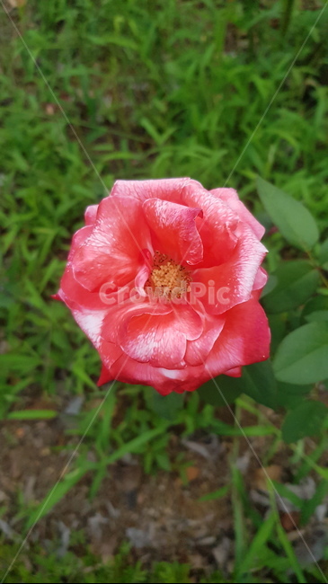 식물,꽃,장미,빨간,빨강,식물,자연,plants,nature,꽃,flower
