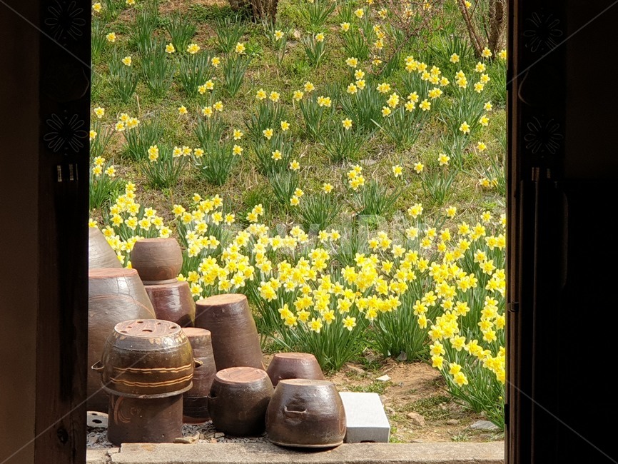 봄,봄꽃,수선화,서산유기방가옥,수선화축제,spring,자연,노란수선화,한국전통,한국문화,korean traditional,korean culture