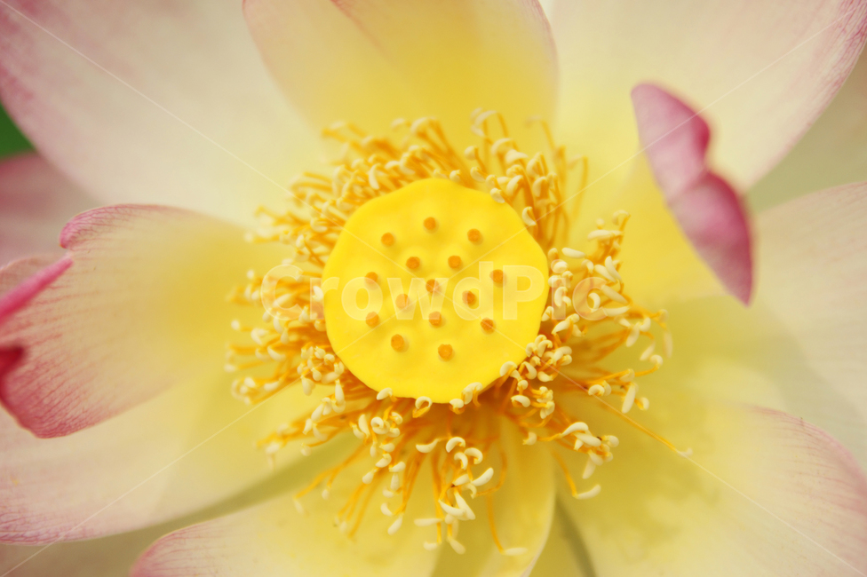 연꽃,꽃잎,접사,꽃,lotus,여름,flower,plant,식물,만개,노랑,yellow,풍경배경,배경,꽃배경,식물,자연,plants,nature,꽃,flower
