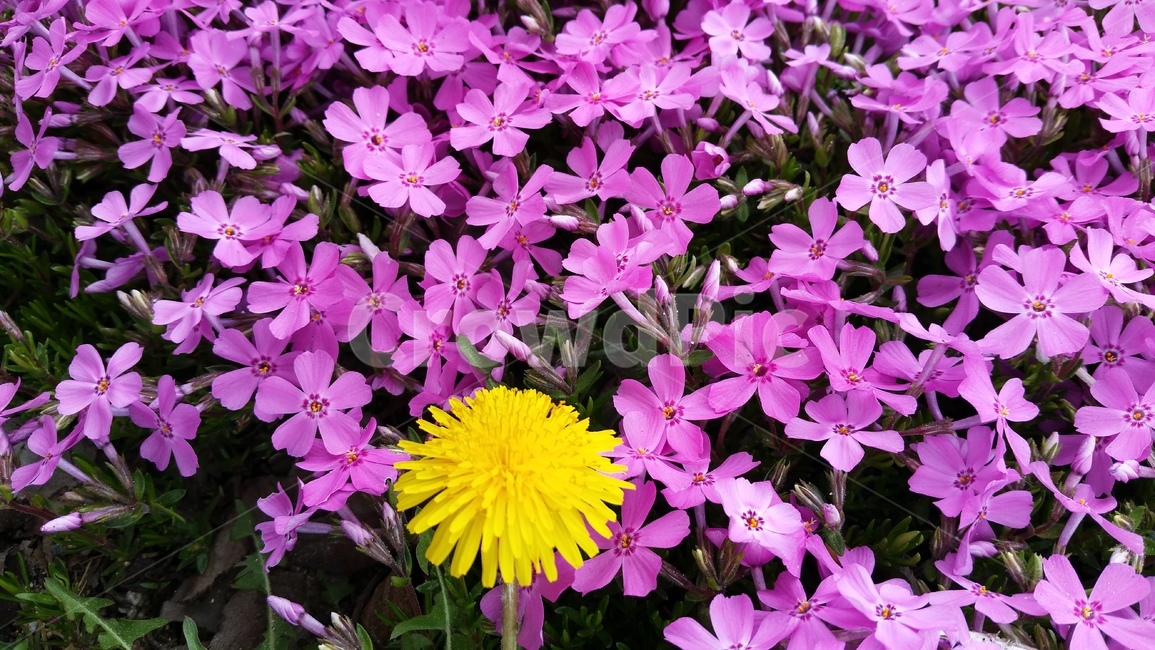 꽃,들꽃,작은꽃,자연,노란꽃,보라꽃,보라색꽃,노란색꽃
