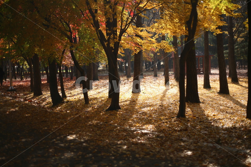 tree,나무,plant,식물,나무줄기,공원,자연,낙엽,단풍,가을,계절,fall,autumn,season,자연,풍경,nature,landscape