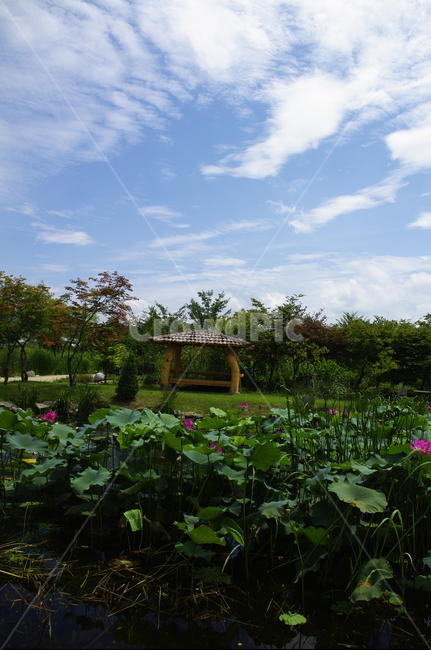 연꽃,수련,연못,꽃,flower,식물,plant,자연,nature,풍경