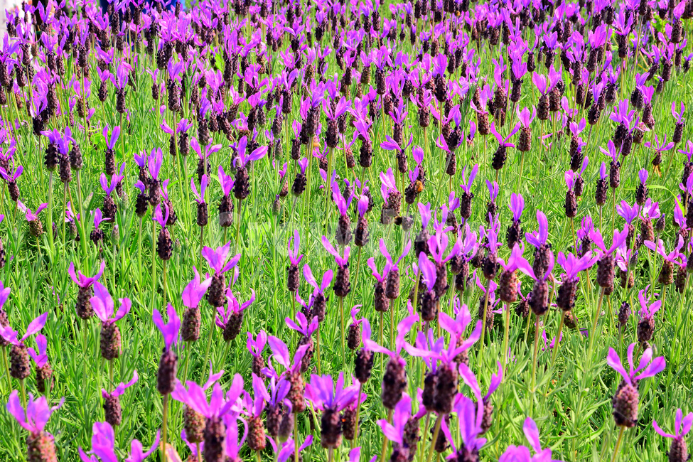 bath salts,flower garden,herbs,tea,purple flower,Lavender,cosmetic raw material,oil,herbal plant,lavender,park,air freshener,flowers,green,violet,flower,fragrance,soap raw material,purple,garden,aroma