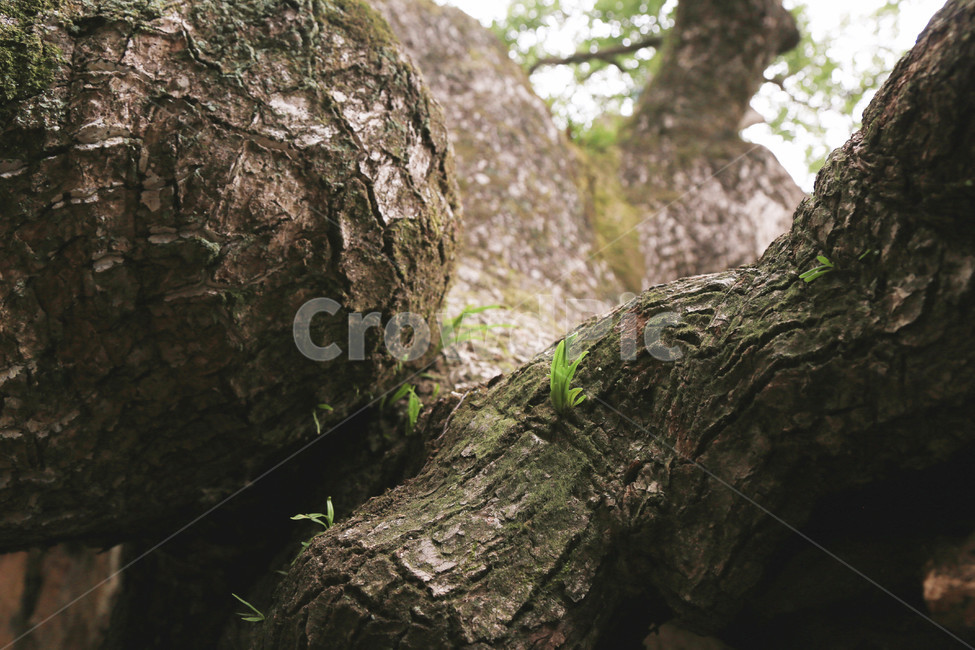 생명,나무,새싹,tree,plant,식물,treetrunk,나무줄기,움트는,나무뿌리,뿌리,희망,새로운,자연,아웃도어,야외,숲,식물,자연,plants,nature,나무,trees,wood