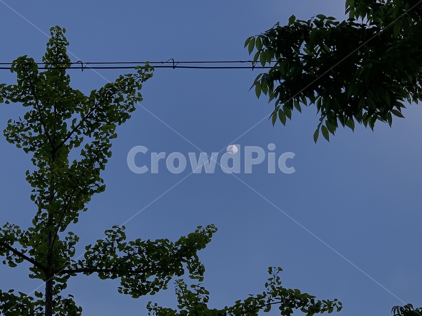 달,하늘,나무,sky,moon,tree,야경,밤,풍경,nightscape,night,landscape