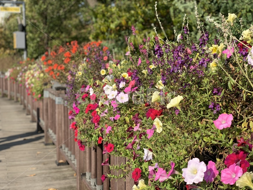 flower,꽃,자연,nature,산책로,trail,가을꽃,가을,fall,autumn,blossom
