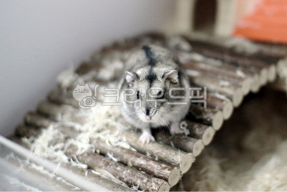 정글리안,정글리안햄스터,햄스터,햄찌,반려동물,포유류,설치류,animal,햄스터집,햄스터하우스,핸들링,동물