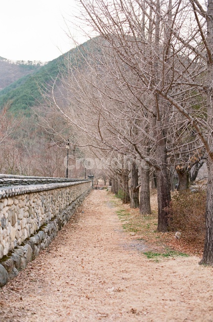 겨울,담벼락,길,겨울길,담길,나무,겨울나무,기와담벼락,기와담,winter,road,필카,필름카메라,film,분위기,배경화면,자연,풍경,nature,landscape,tree,plant,식물,tree trunk,나무 줄기