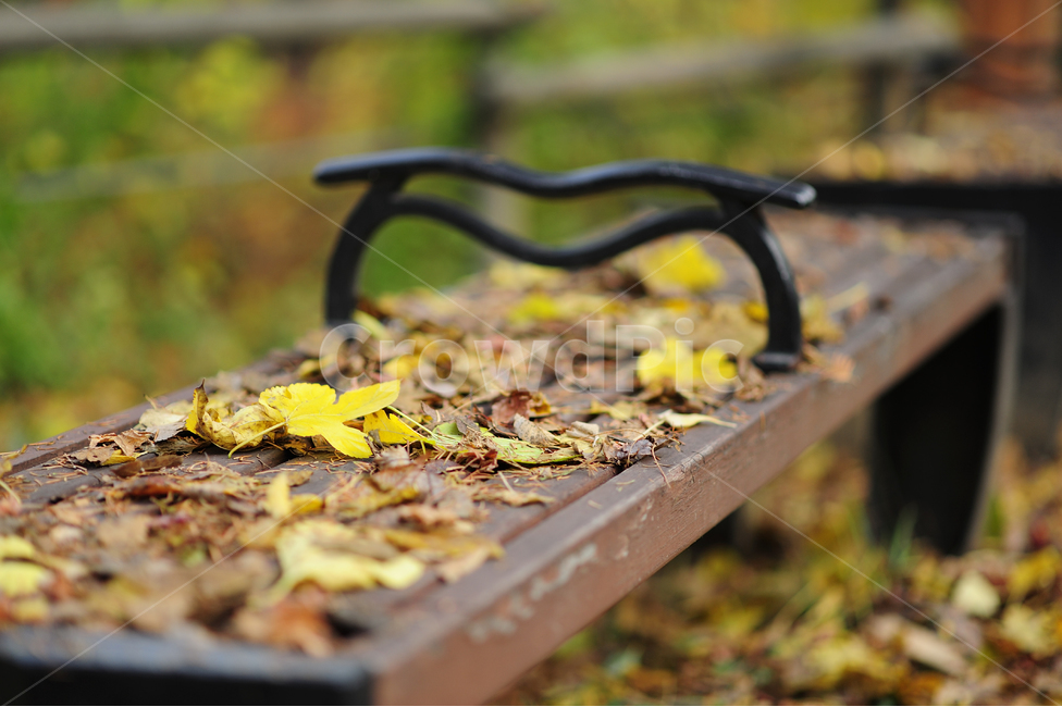 가을,단풍,거리,낙엽,벤치,fall,maple,street,노란색,풍경,가을,계절,fall,autumn,season,furniture,가구