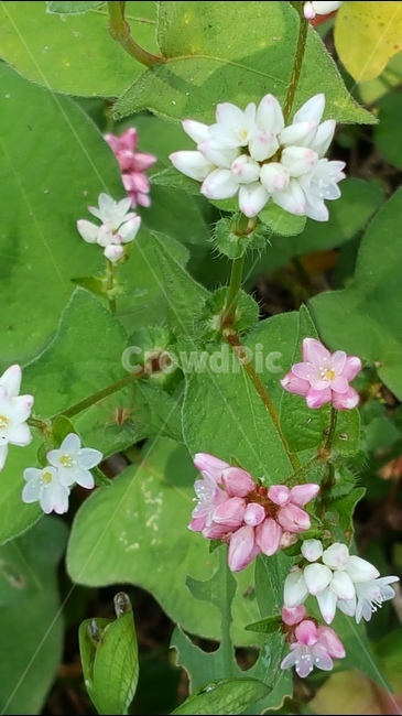 고마리,청초,자연,식물,귀여움,식물,자연,plants,nature,꽃,flower