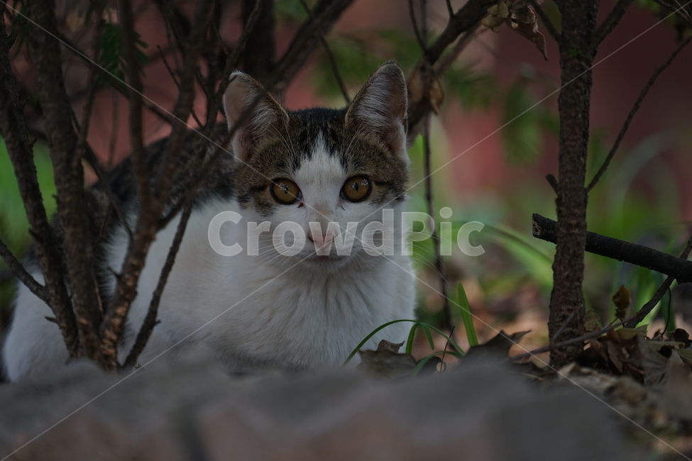 고양이,동물,포유류,길냥이,cat,animal,pet