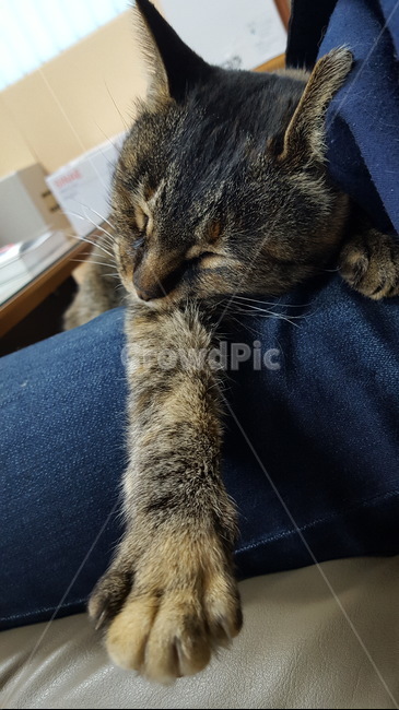 고양이,길고양이,길냥이,cat,캣,동물,귀여움,동물,animal,포유류,mammal,고양이,cat,kitten,kitty