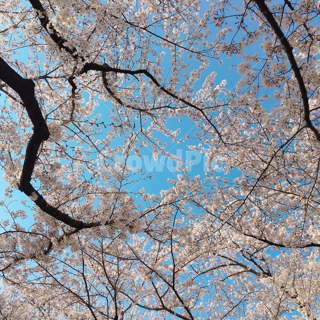 식물,blossom,꽃,flower,벚꽃,cherryblossom,매화,식물,자연,plants,nature,꽃,flower