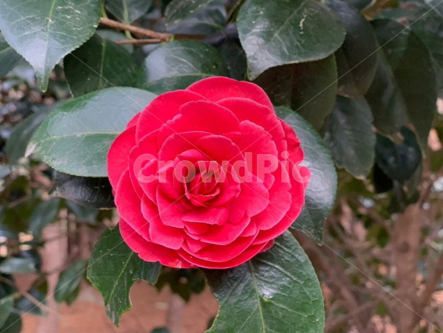 동백꽃,봄,산,꽃,동백나무,식물,자연,plants,nature,꽃,flower