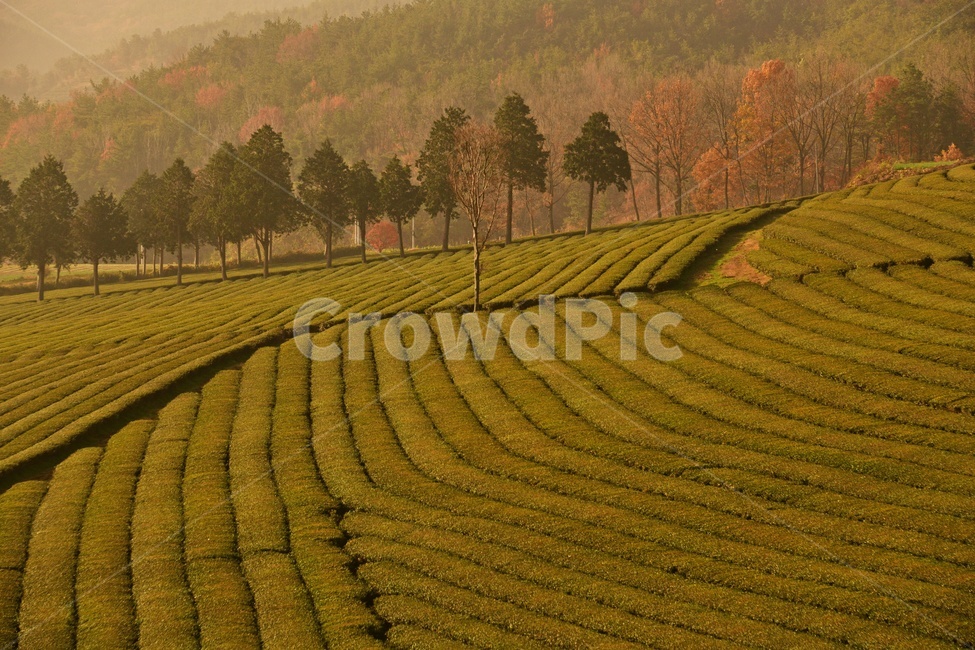 전남,보성,대한다원,녹차,차잎,녹차밭,다원,농업,농사,녹색,밭,나무,nature,자연,outdoors,옥외,관광지,자연,풍경,nature,landscape