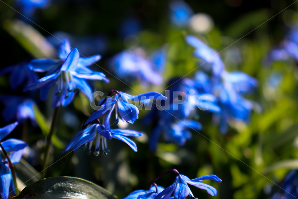 꽃,파란꽃,파란색,식물,flower,blossom,봄,계절,nature,푸른색,spring,fall,season,autumn,야생화,여름,plant
