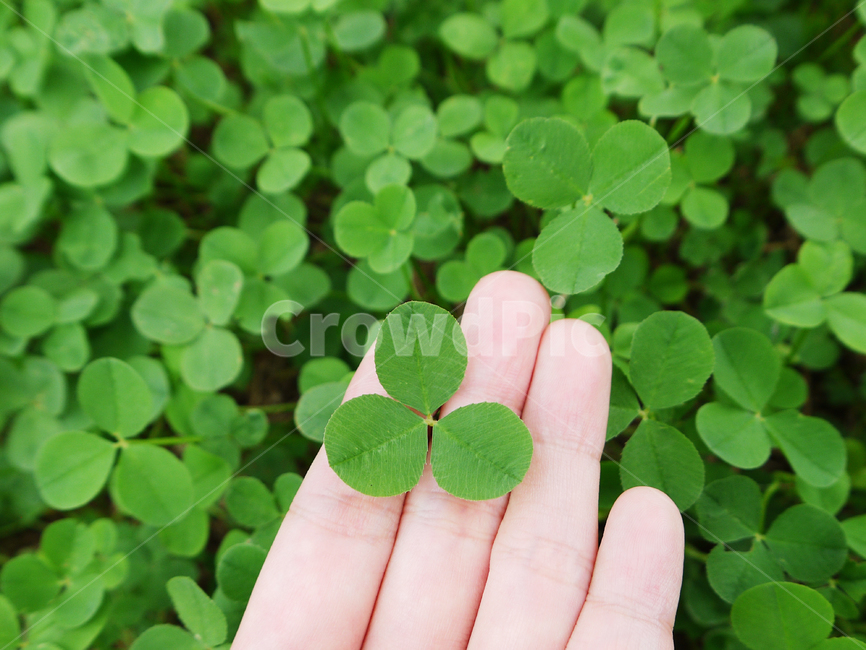 식물,잎,세잎클로버,행복,happy,meadow,goodluck,leafed,repeat,wallpaper,vector,park,shamrocks,threeleaved,clovers,forest,wild,blossoming,pretty,blue,pattern,botanical,foliage,field,shape,shamrock,decoration,lucky,symbol,grass,garden,flora,design,fresh,natural,clover,background,plant,nature,green,leaf,녹색,자연,아름다운,식물,자연,plants,nature