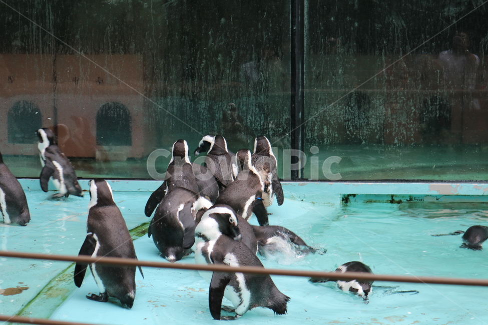 펭귄,동물,동물원,남극,수영,동물,animal,조류,새,birds