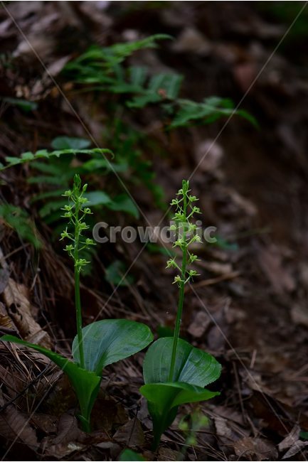 옥잠난초,야생화,꽃,식물,자연,생태,플라워,flower,plants,nature,식물,자연,plants,nature