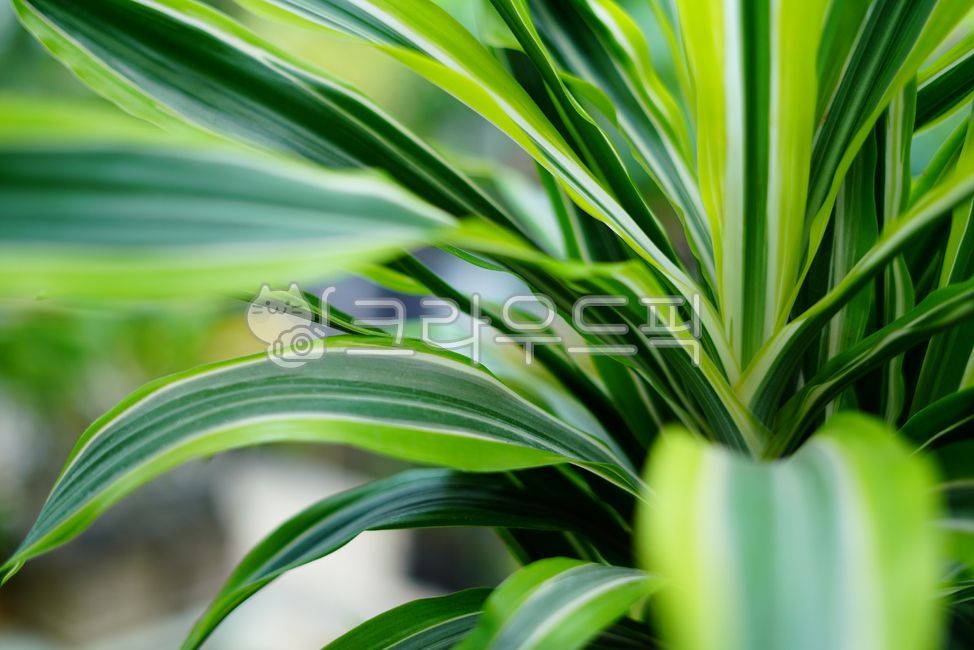 식물잎,식물원,관상식물,식물감성,자연감성,식물배경,식물,자연,plants,nature