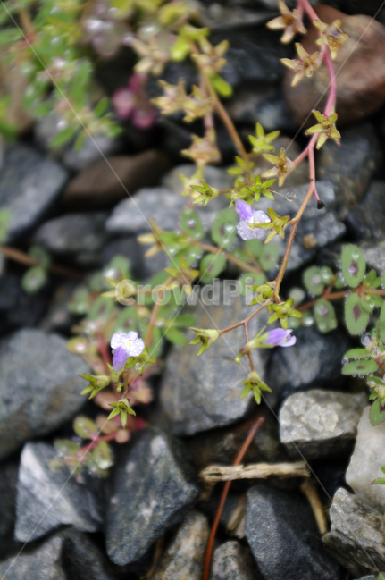 꽃,식물,flower,plant,자갈,풀,식물,자연,plants,nature,꽃,flower