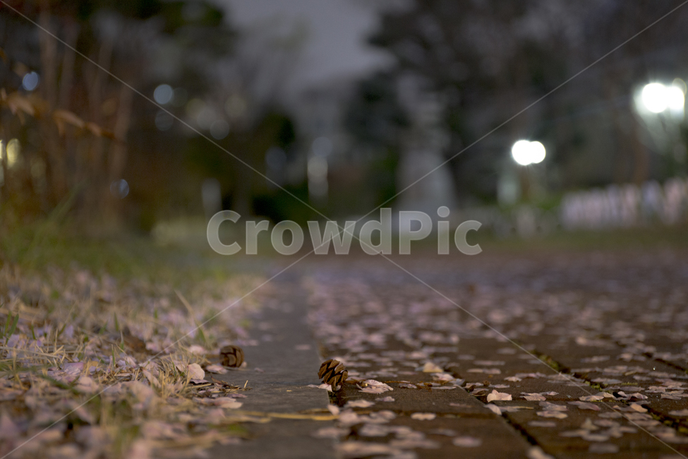 봄,벚꽃,꽃잎,낙화,분위기,감성,봄,계절,spring,season,야경,밤,풍경,nightscape,night,landscape,감성,sensible,feeling,walkway,보도,path,통로