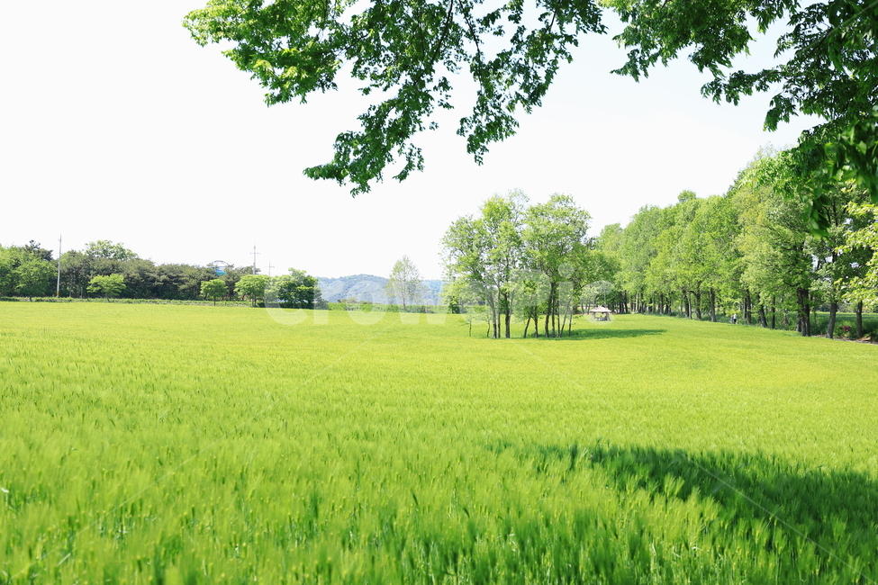 자연,식물,보리,초록,봄,나무,하늘,작물,풍경,plants,season,nature,사람없음,outdoor,보리밭,청보리,청보리밭,배경이미지,농작물,농업,전원,시골,농촌,재배,고창,landscape,녹색,그린,green,들판,생산,수확,푸드,식재료,음식,신토불이,식자재,한국,korea,푸른,푸르다,곡식,식량,farm