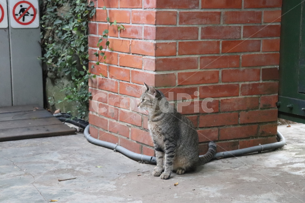 pet,동물,animal,고양이,cat,동물,animal,포유류,mammal,고양이,cat,kitten,kitty