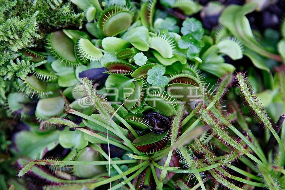 tropical plant,Venus flytrap,grass,foreign species,plant,botanical garden,indoor,greenhouse,Carnivorous plant,bug catching,bug catching plant