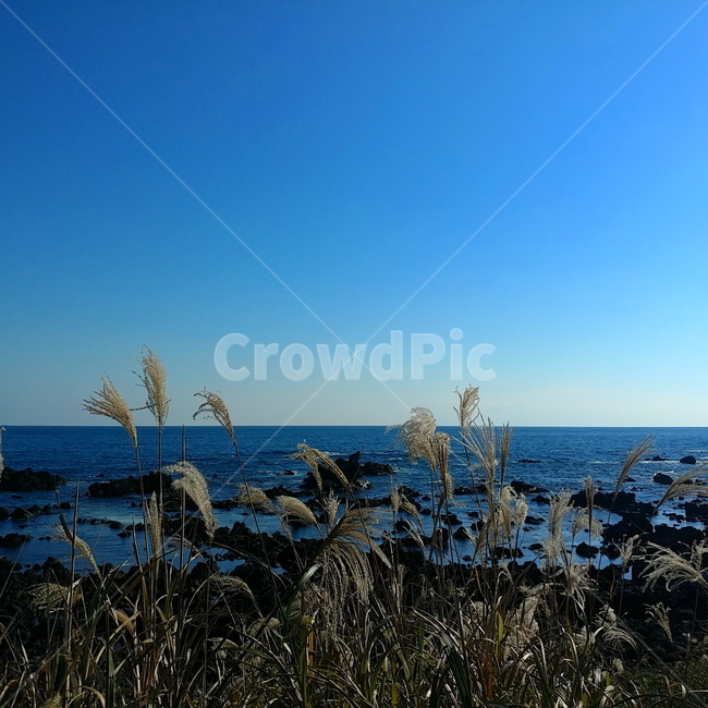 바다,갈대,여유,하늘,제주,자연,풍경,nature,landscape,grass,잔디,plant,식물