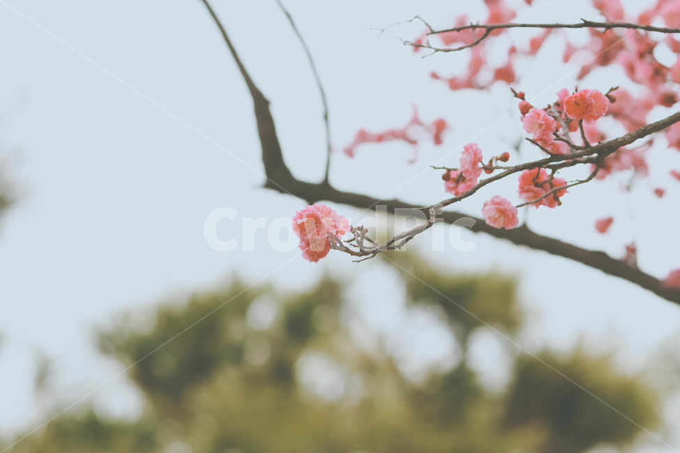 봄,꽃,홍매화,분홍,핑크,봄날,봄이미지,예쁜,식물,화려한,배경,바탕,아름다운,자연,spring,flowers,pink,beautiful,nature,plants,식물,자연,plants,nature,꽃,flower