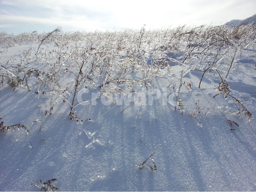 오대산,상고대,설경,눈,겨울,국립공원,겨울,계절,winter,season,자연,풍경,nature,landscape,outdoors,옥외