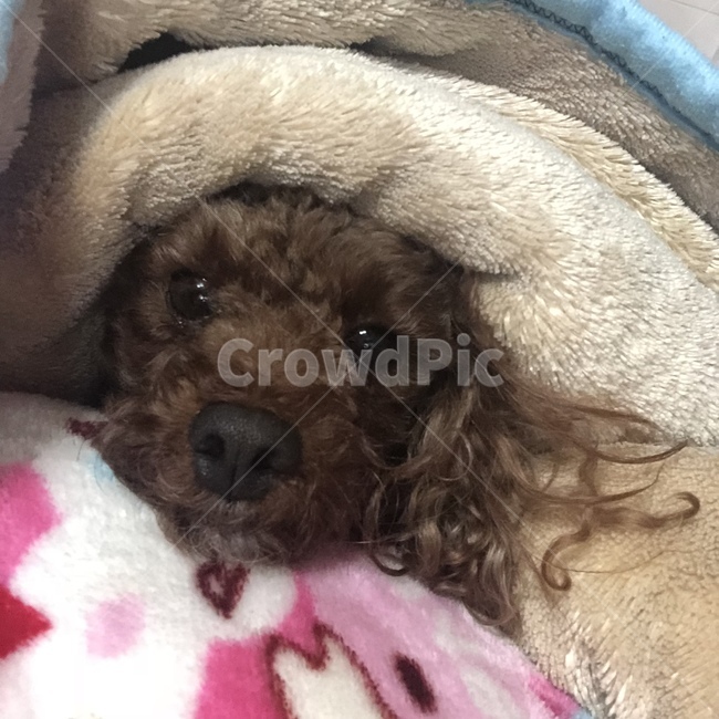 강아지,개,푸들,반려견,얼굴,동물,animal,포유류,mammal,개,강아지,dog,doggy