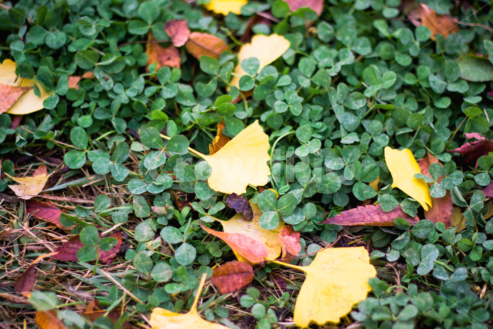 가을,나무,단풍,계절,자연,풍경,단풍나무,낙옆,단풍잎,fall,autumn,seasons,maple,nature,landscape,tree,가을,계절,fall,autumn,season,leaf,잎,plant,식물