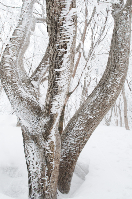 자연,겨울,눈,snow,nature,winter,상고대,식물,나무,tree,겨울,계절,winter,season,나무,trees,wood