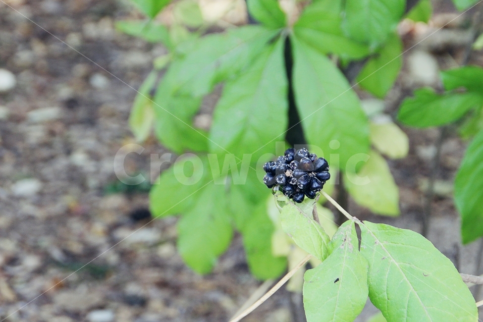 식물,가을,열매,초록색,자연,결실,nature,autumn,green,plant,배경화면,배경사진,풍경사진,감성사진,스냅사진,background,snapshot,과일,열매,fruit