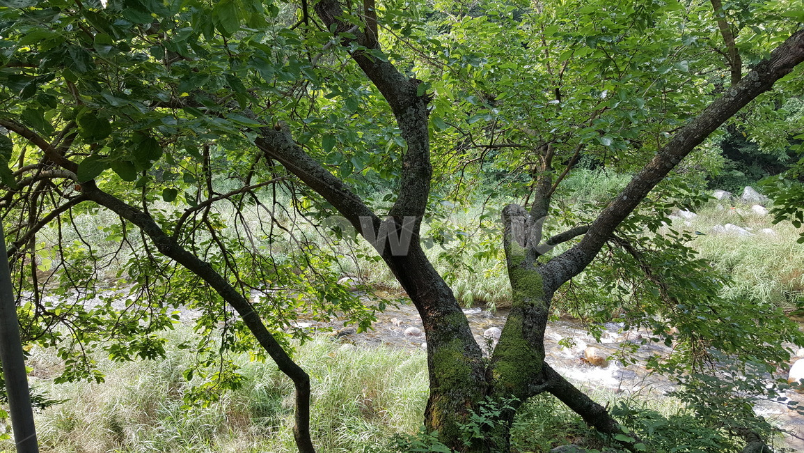 계곡,산,나무,여름,휴가,유원지,휴식,여유,식물,자연,plants,nature,나무,trees,wood