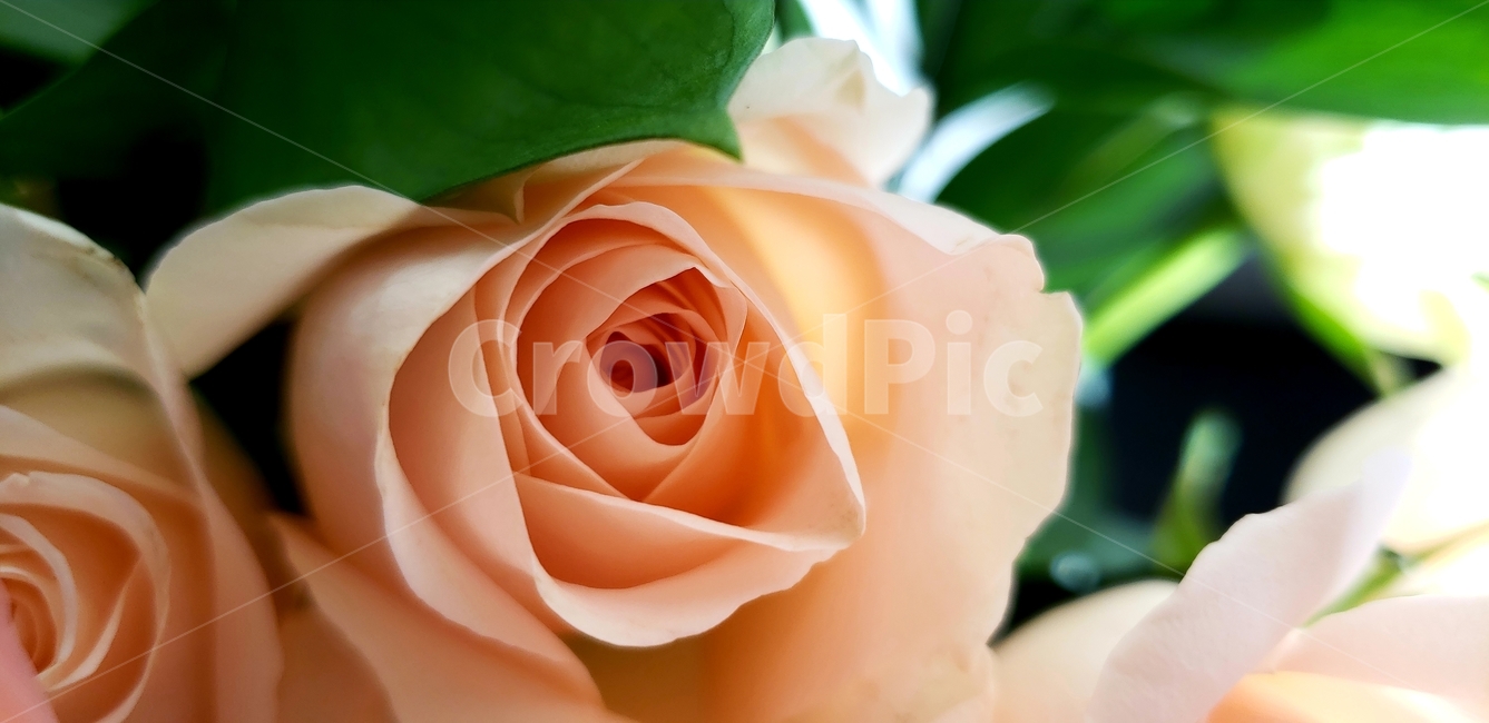 rose,장미,flower,plant,식물,blossom,꽃