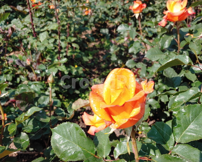 장미,봄꽃,식물,꽃,노랑장미,식물,자연,plants,nature,꽃,flower
