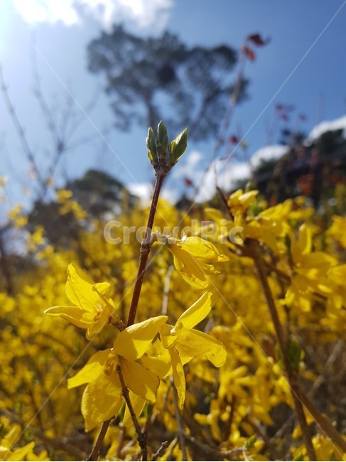 봄,개나리,응봉산,노란꽃,꽃축제,꽃접사