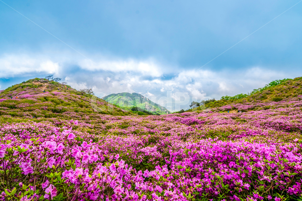 황매산,철죽,꽃,봄,산,합천군,풍경,봄,계절,spring,season,자연,풍경,nature,landscape,outdoors,옥외,grassland,목초지,field,들