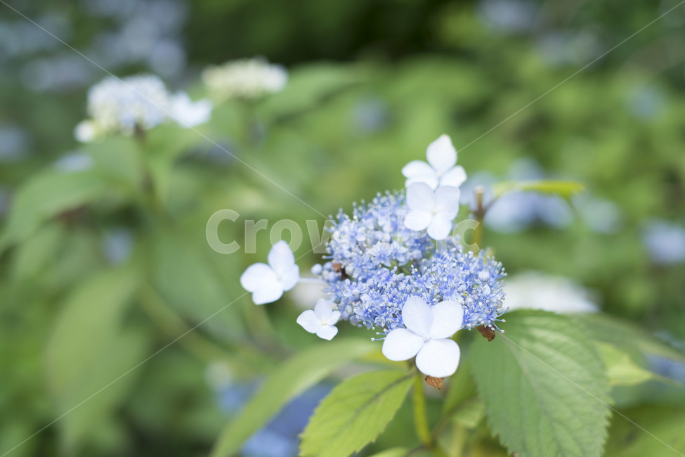 꽃,수국,산수국,flower,plants,식물,초록,하늘색,식물,자연,plants,nature,꽃,flower