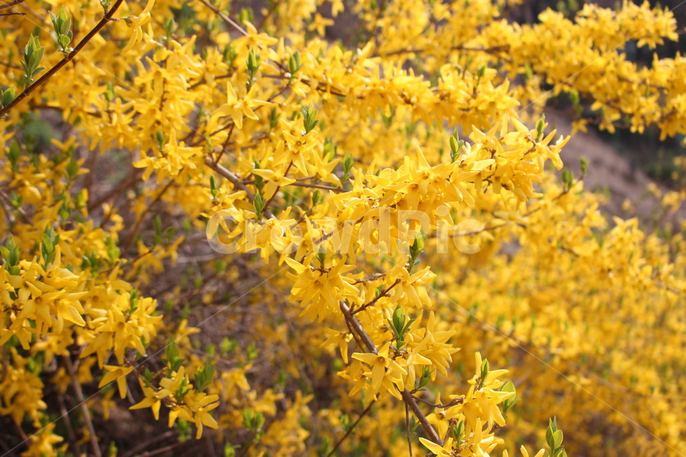 개나리,꽃,봄,노란꽃,노란색,yellow,개나리꽃,forsythia,꽃놀이,season,spring,tree,나무,식물,plant,blossom