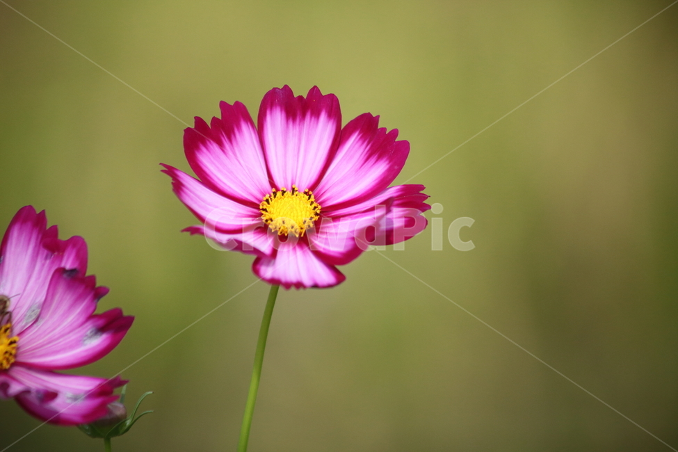 코스모스,꽃,cosmos,blossom,flower,가을,계절,fall,autumn,season,식물,자연,plants,nature,꽃,flower,plant