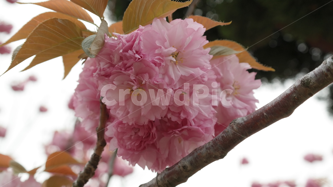 겹벚꽃,왕벚꽃,벚꽃,문수사벚꽃,핑크색꽃,식물,자연,plants,nature,꽃,flower
