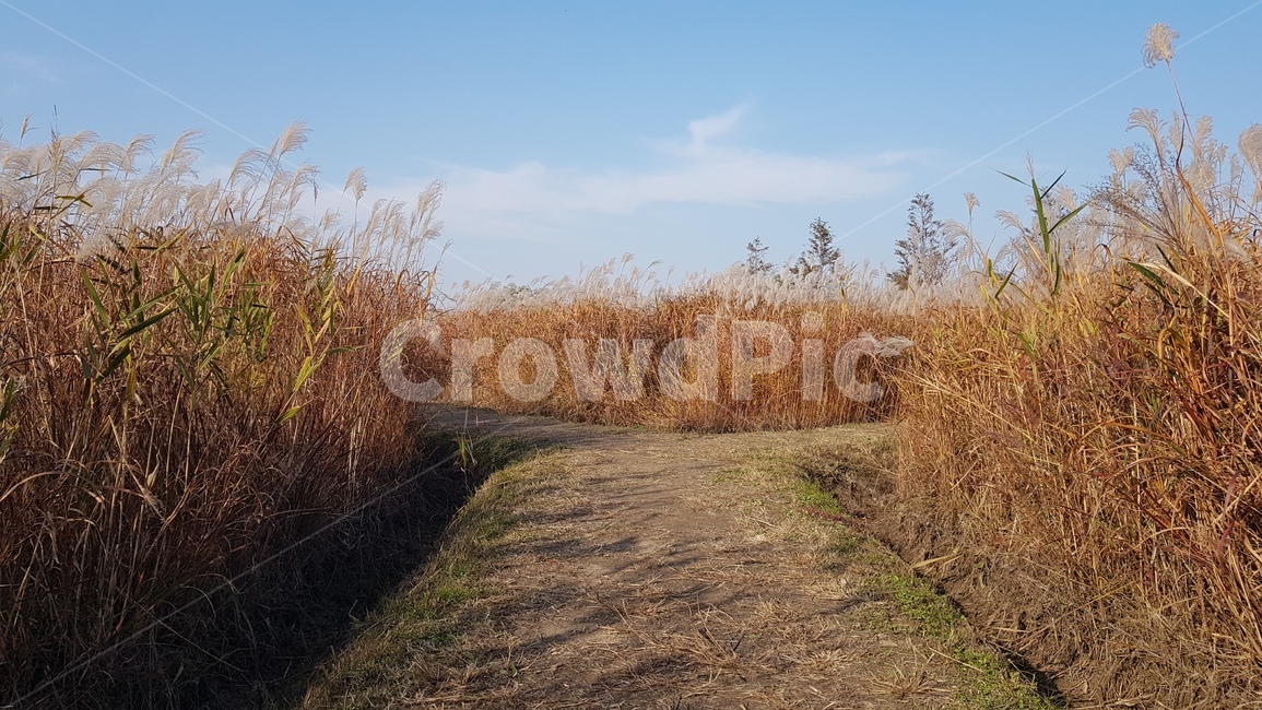 갈대,억새풀,갈대밭,갈대숲,가을,갈대길,갈대공원,생태공원,autumn,자연,풍경,nature,landscape,plant,식물,grass,잔디,gravel,자갈,dirt road,흙길,road,도로