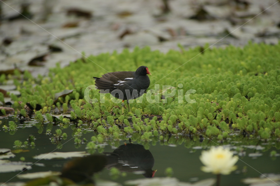 쇠물닭,철새,연밭,궁남지,오리,동물,animal,조류,새,birds
