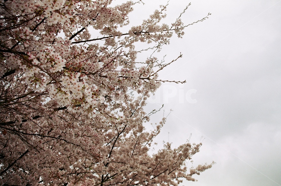 벚꽃,파란,하늘,분홍,봄,필름사진,봄,계절,spring,season,자연,풍경,nature,landscape,plant,식물,flower,꽃,blossom,cherry blossom