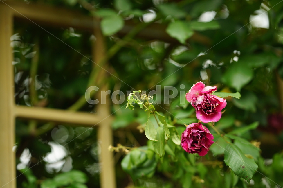 장미,로즈,꽃,레드,빨강,색감,rose,flower,자연,감성,감성사진,접사,미,아름다움,식물,플라워,꽃사진,식물,자연,plants,nature,꽃,flower